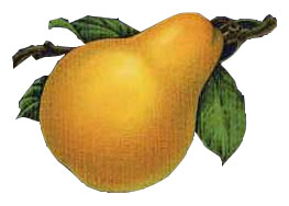 Drawing Pear
